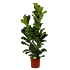 Ficus Lyrata - Tabaksplant - Toef - p34 h180 - Kamerplant - Groene kamerplanten - biezen voor