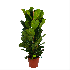 Ficus Lyrata - Tabaksplant - Toef - p35 h150 - Groene kamerplanten - biezen voor