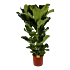 Ficus Lyrata - Tabaksplant - Toef - p40 h200 - Kamerplant - Groene kamerplanten - biezen voor