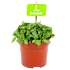 Fittonia Verschaffelli - Mozaïekplant - p11 h15 - Groene kamerplanten - biezen label