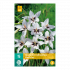 Gladiolus Callianthus Murielae 8/10 - 15st - Bloembollen - JUB Holland