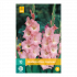 Gladiolus Rose Supreme 12/14 - 10st - Bloembollen - JUB Holland