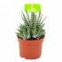 haworthia fasciata big band-zebraplant-cactussen-vetplanten-potmaat 11cm-hoogte 15cm-biezen-label