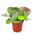 kalanchoe thyrsiflora-woestijnroos-cactussen-vetplanten-potmaat 12cm-hoogte 20cm-biezen-label