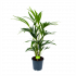 Kentiapalm - Howea Forsteriana - p19 h80 - Groene kamerplanten - biezen voor