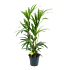 Kentiapalm - Howea Forsteriana - p19 h90 - Kamerplant - Groene kamerplanten - biezen voor