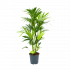 Kentiapalm - Howea Forsteriana - p24 h130 - Groene kamerplanten - biezen voor