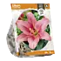 Lilium Asiastic Pink - per 2 - Baltus Bloembollen
