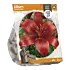 Lilium Asiastic Red - per 2 - Baltus Bloembollen