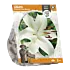 Lilium Oriental Casa Blanca - per 2 - Baltus Bloembollen