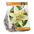 Lilium Oriental Tigermoon - per 2 - Baltus Bloembollen