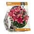 Lilium Small-flowering Pink - per 2 - Baltus Bloembollen