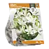 Lilium Small-flowering White - per 2 - Baltus Bloembollen