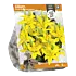 Lilium Small-flowering Yellow - per 2 - Baltus Bloembollen