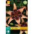 Lilium whistler - 2st - Bloembollen - JUB Holland