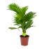 Livistona Rotundifolia - Chinese schermpalm - p17 h70 - Kamerplant - Groene kamerplanten - biezen voor