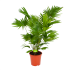 Livistona Rotundifolia - Chinese schermpalm - p21 h95 - Kamerplant - Groene kamerplanten - biezen voor