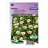 Margriet Snow Daisy (Chrysanthemum) - Sluis Garden - Zaden