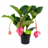 medinella magnifica-trosbloem-bloeiende kamerplanten-potmaat 17cm-hoogte 60cm-biezen-label