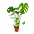 Monstera Deliciosa - Gatenplant - p14 h45 - Groene kamerplanten - biezen voor