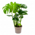 Monstera Deliciosa - Gatenplant - p17 h65 - Groene kamerplanten - biezen label