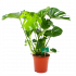monstera deliciosa-gatenplant-groene kamerplanten-potmaat 21cm-hoogte 75cm-biezen-label