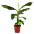 musa dwarf cavendish-bananenplant-groene kamerplanten-potmaat 21cm-hoogte 90cm-biezen-label