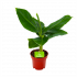 Musa Oriental Dwarf - Bananenplant - p12 h35 - Groene kamerplanten - biezen voor