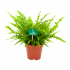 nephrolepis exalata green lady-krulvaren-groene kamerplanten-potmaat 12cm-hoogte 30cm-biezen-label