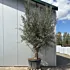 Olijfboom Olea Europaea (Old Tree) - p80 h190/210 - Terrasboom