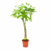 Pachira Aquatica - Geldboom - p24 h135 - Groene kamerplanten - biezen voor