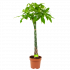 Pachira Aquatica - Geldboom - p30 h150 - Groene kamerplanten - biezen voor