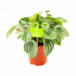 Peperomia Argyeia - Watermeloenplant - p12 h15 - Groene kamerplanten