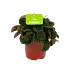 Peperomia Green Bubble - p10.5 h15 - Kamerplant - Groene kamerplanten, Cactussen en vetplanten - biezen voor