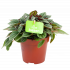 peperomia napoli nights-groene kamerplanten-potmaat 12cm-hoogte 15cm-biezen-label