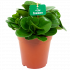 peperomia obtusifolia - groene kamerplanten - potmaat 15cm - hoogte 25cm - biezen - label