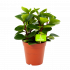 Peperomia Red Canyon - p15 h30 - Groene kamerplanten - biezen voor
