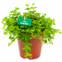 peperomia rotundofolia - groene kamerplanten - potmaat 15cm - hoogte 20cm - biezen - label