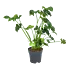 Philodendron Atlantis - p17 h60 - Kamerplant - Groene kamerplanten - biezen voor