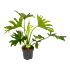 Philodendron Lickety Split - p17 h50 - kamerplant - Groene kamerplanten - biezen voor