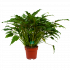 philodendron xanadu-groene kamerplanten-potmaat 21cm-hoogte 60cm-biezen-label