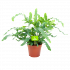 phlebodium areum blue star-blauwvaren-groene kamerplanten-potmaat 14cm-hoogte 40cm-biezen-label