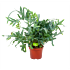 phlebodium areum blue star-blauwvaren-groene kamerplanten-potmaat 19cm-hoogte 60cm-biezen-label