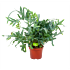 phlebodium areum blue star-blauwvaren-groene kamerplanten-potmaat 19cm-hoogte 60cm-biezen-label