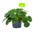 pilea peperomioides-pannenkoekenplant-groene kamerplanten-potmaat 12cm-hoogte 20cm-biezen-label
