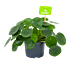 pilea peperomioides-pannenkoekenplant-groene kamerplanten-potmaat 12cm-hoogte 20cm-biezen-label