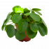 pilea peperomioides-pannenkoekenplant-groene kamerplanten-potmaat 15cm-hoogte 25cm-biezen-label
