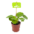 Pilea Peperomioides - Pannenkoekenplant - p7 h10 - Groene kamerplanten, Cactussen en vetplanten - biezen voor