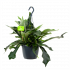 Platycerium Bifurcatum Hertshoornvaren in Hangpot p17 h35 - Groene kamerplanten, Hangende kamerplanten - biezen label