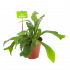 Platycerium Bifurcatum - Hertshoornvaren - p12 h30 - Groene kamerplanten